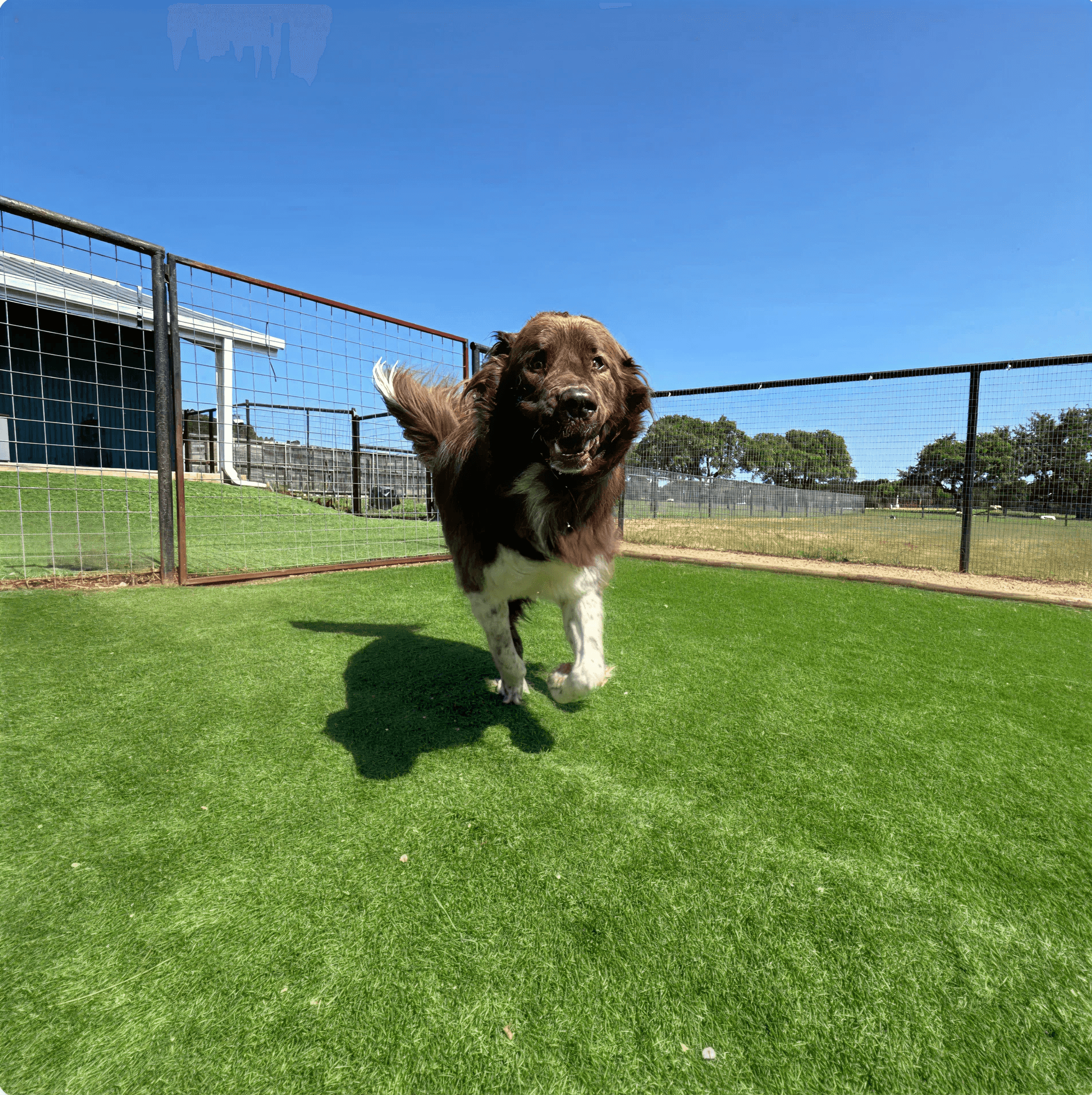 Dog running on grass
